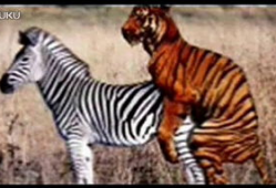 貘交配视频,揭秘珍稀动物的爱情瞬间