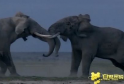 动物性行为视频大全,视频大全中的自然奇观