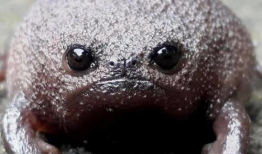 青蛙游泳视频,一场奇妙的游泳之旅